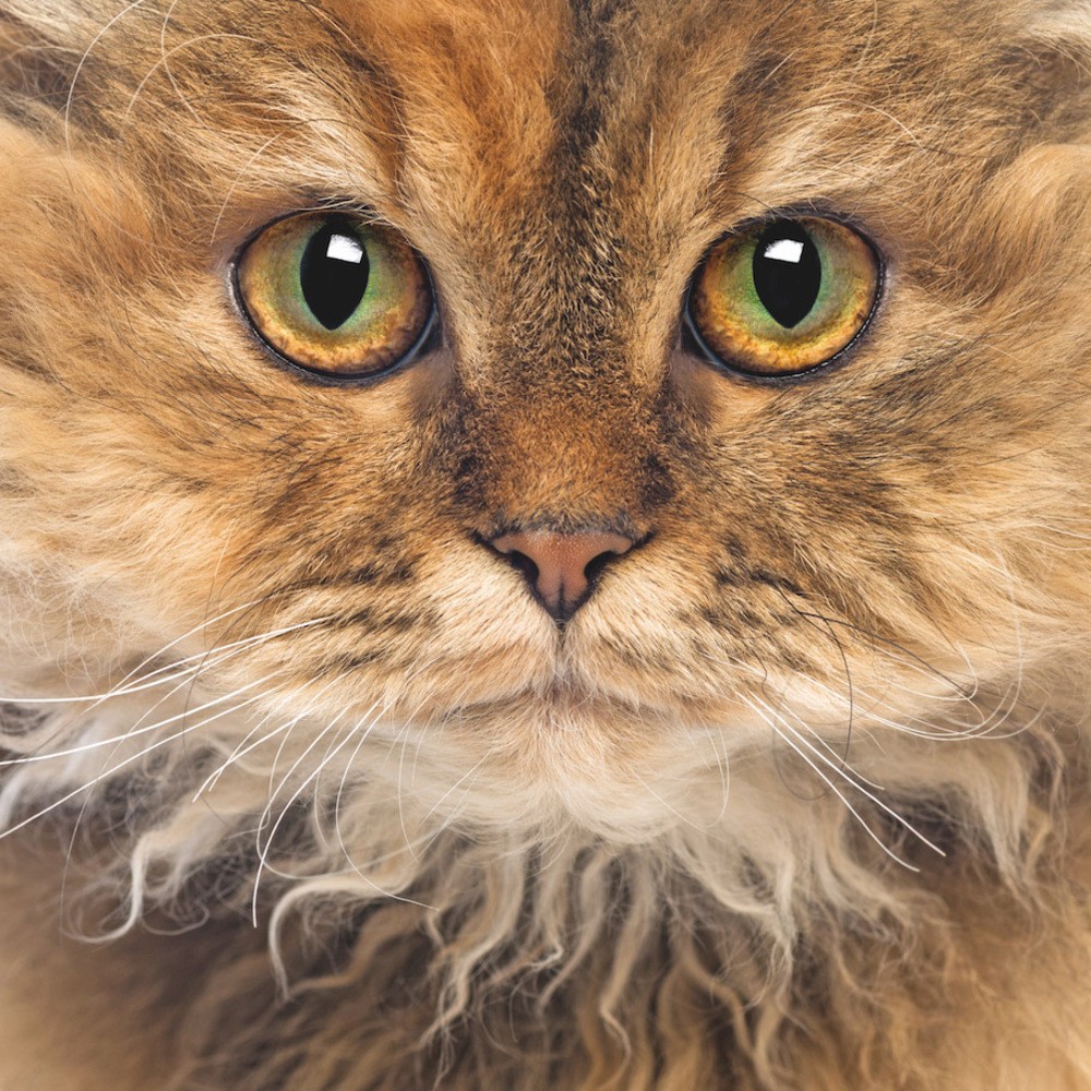 SuperCat Show 2025 - Sopra, un Serkik Rex, razza rara che sarà all'evento