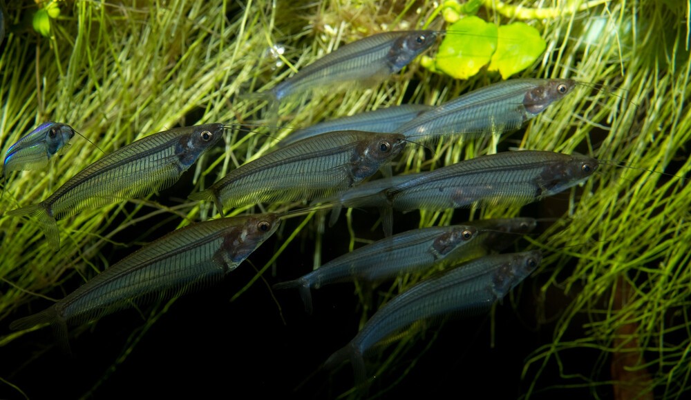 pesci(Kryptopterus_bicirrhis)_