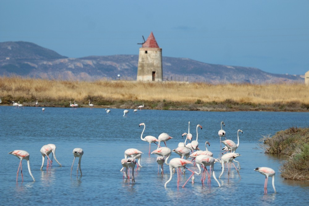 Saline di Trapani - WWF