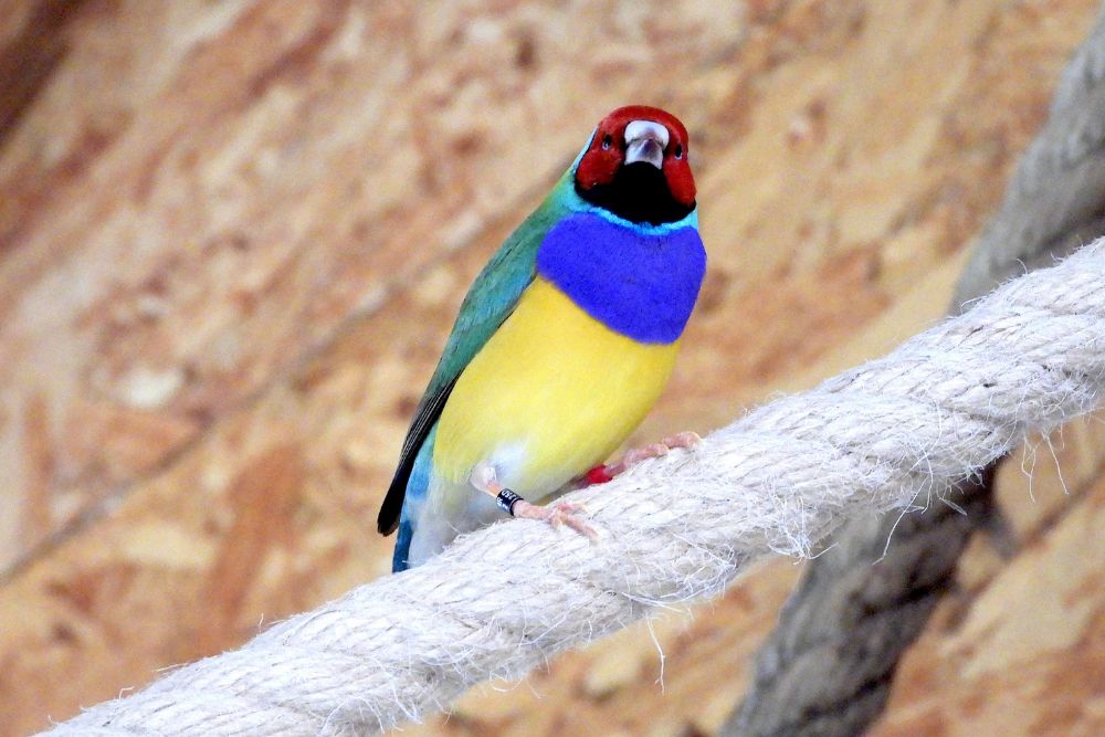 bioparco Zoom Torino