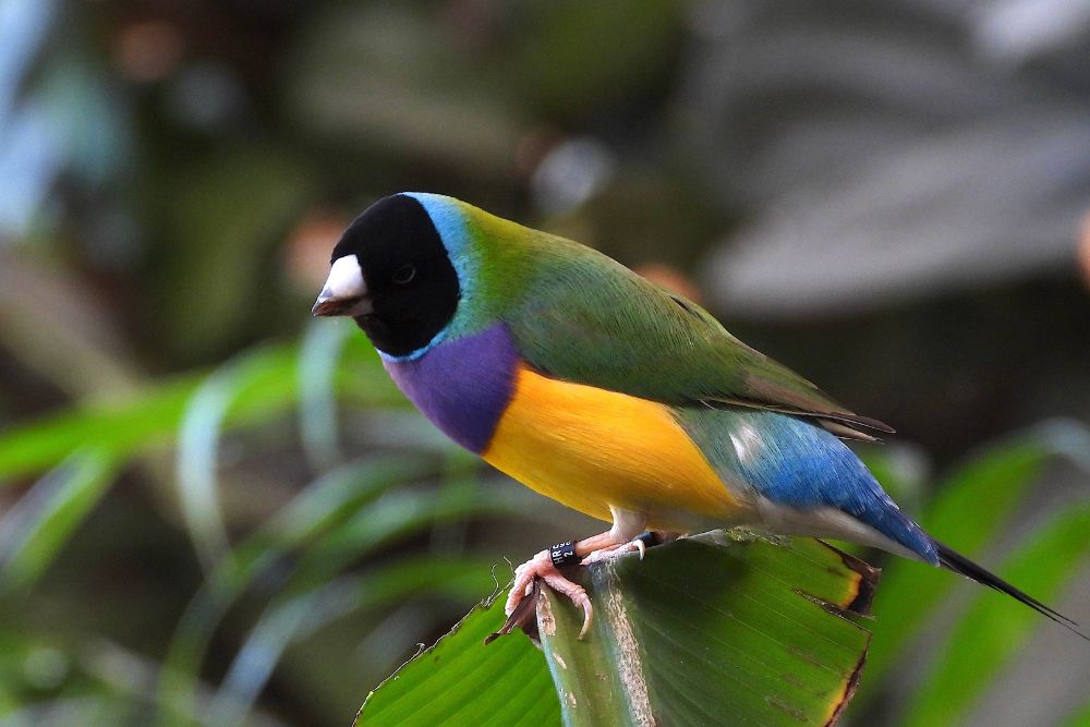 Diamanti di Gould all'Oasi delle farfalle del bioparco Zoom Torino