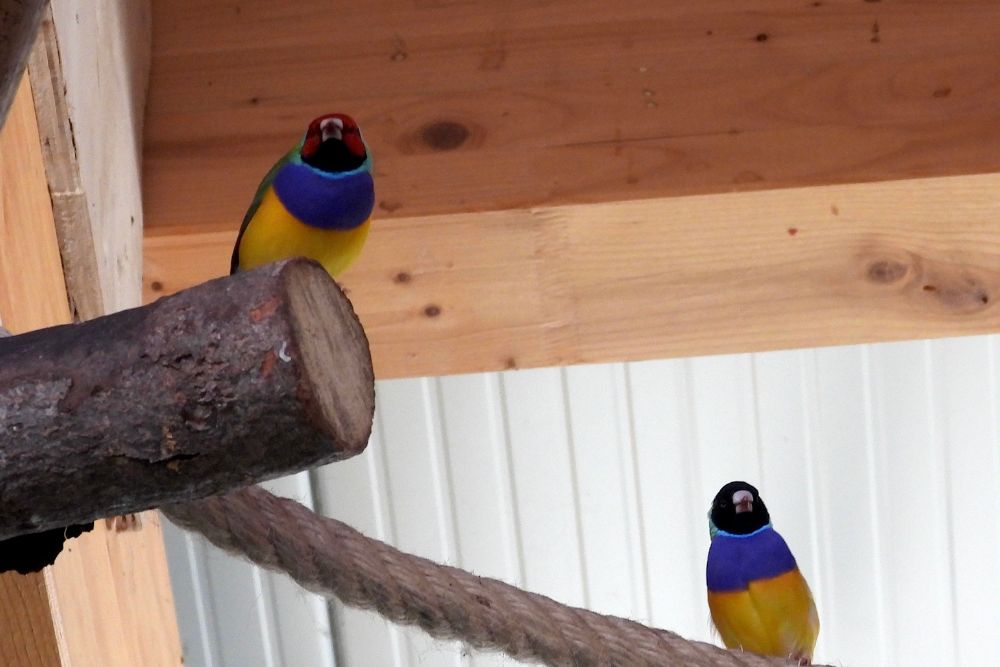 Diamanti di Gould all'Oasi delle farfalle del bioparco Zoom Torino