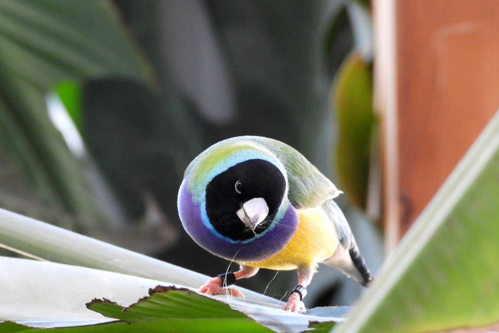 L'Oasi delle farfalle del bioarco di Torino