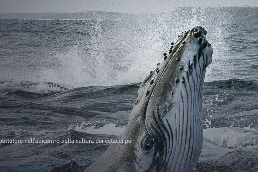 I segreti delle balene, documentari