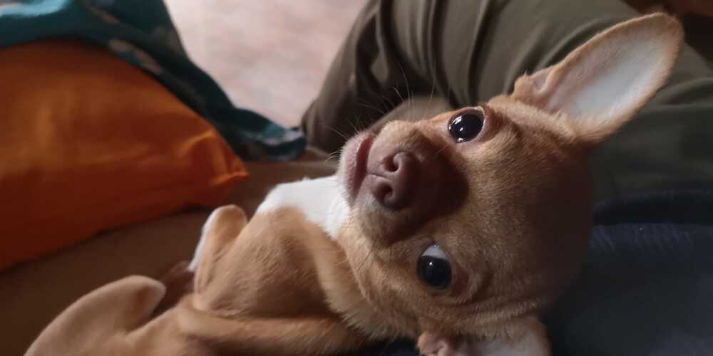 Firenze città a misura di cane