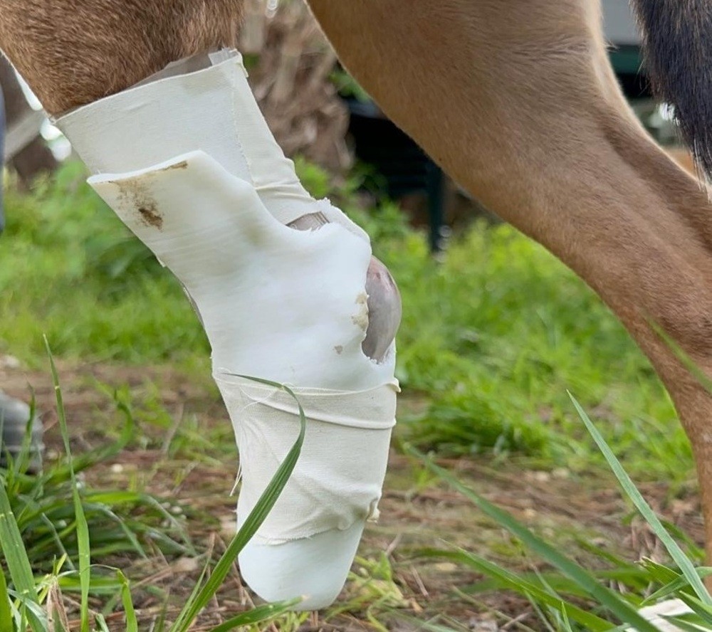 https://ilgiornaledellambiente.it/kim-cagnolina-abbandonata-e-amputata-ad-una-zampa-tornera-a-correre-con-una-protesi/