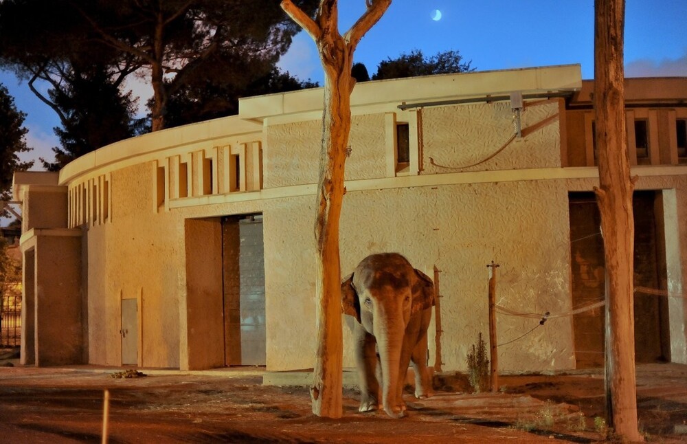  Elefante (Massimiliano Di Giovanni – archivio Bioparco)