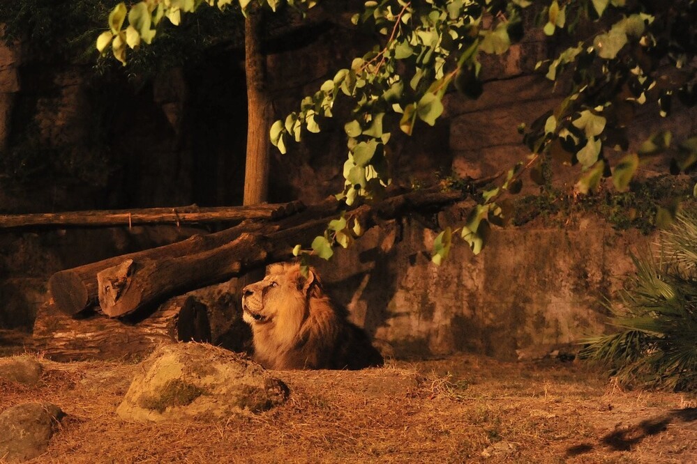Leone ( foto Massimiliano Di Giovanni – archivio Bioparco)