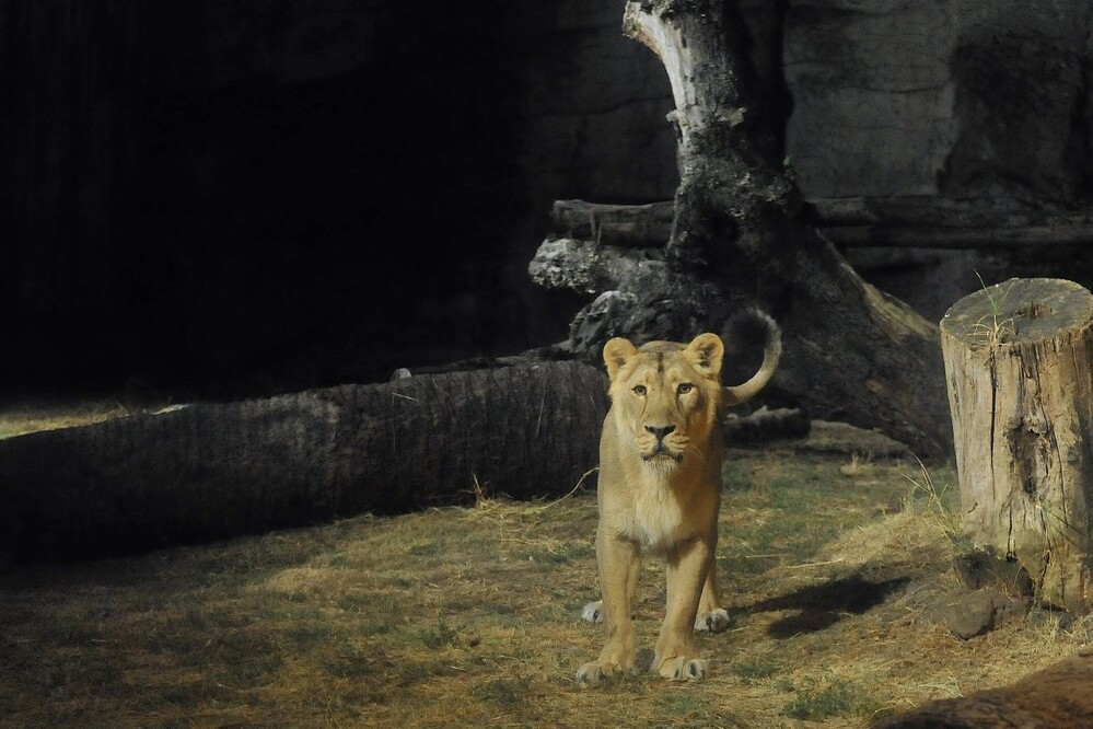 Leonessa (Massimiliano Di Giovanni – archivio Bioparco)