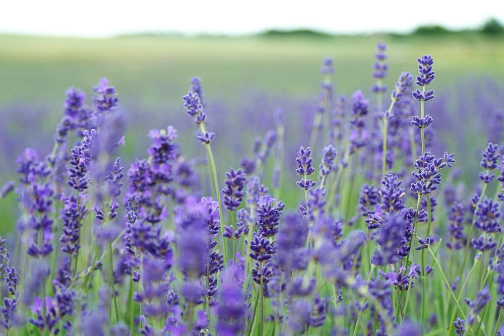 Campi di Lavanda