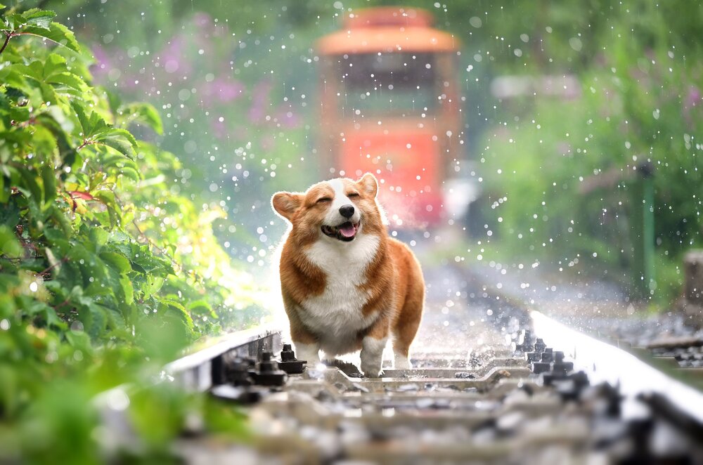 Elogio al cane disobbediente (foto free da Pixabay - Canva)