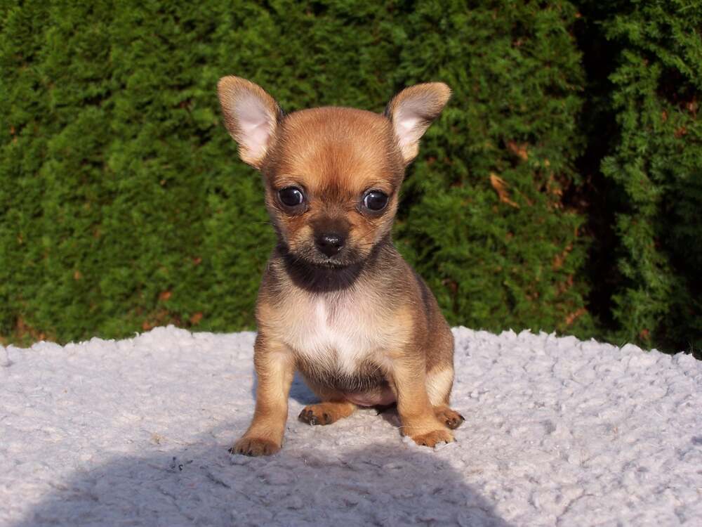 Cane, Foto di Manuela Federspiel da Pixabay