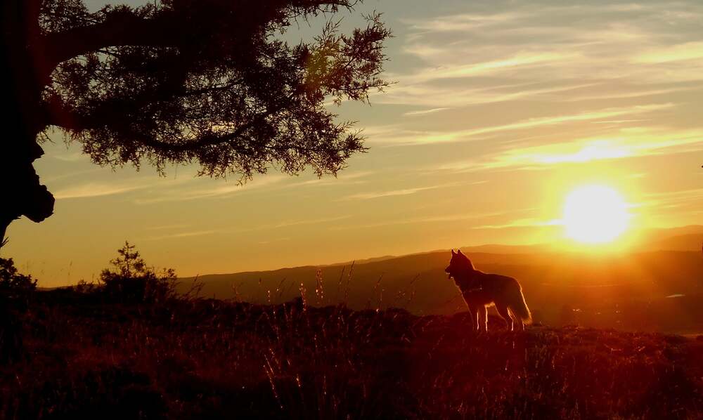 Dall'addomesticazione del lupo al cane, Foto free di María da Pixabay