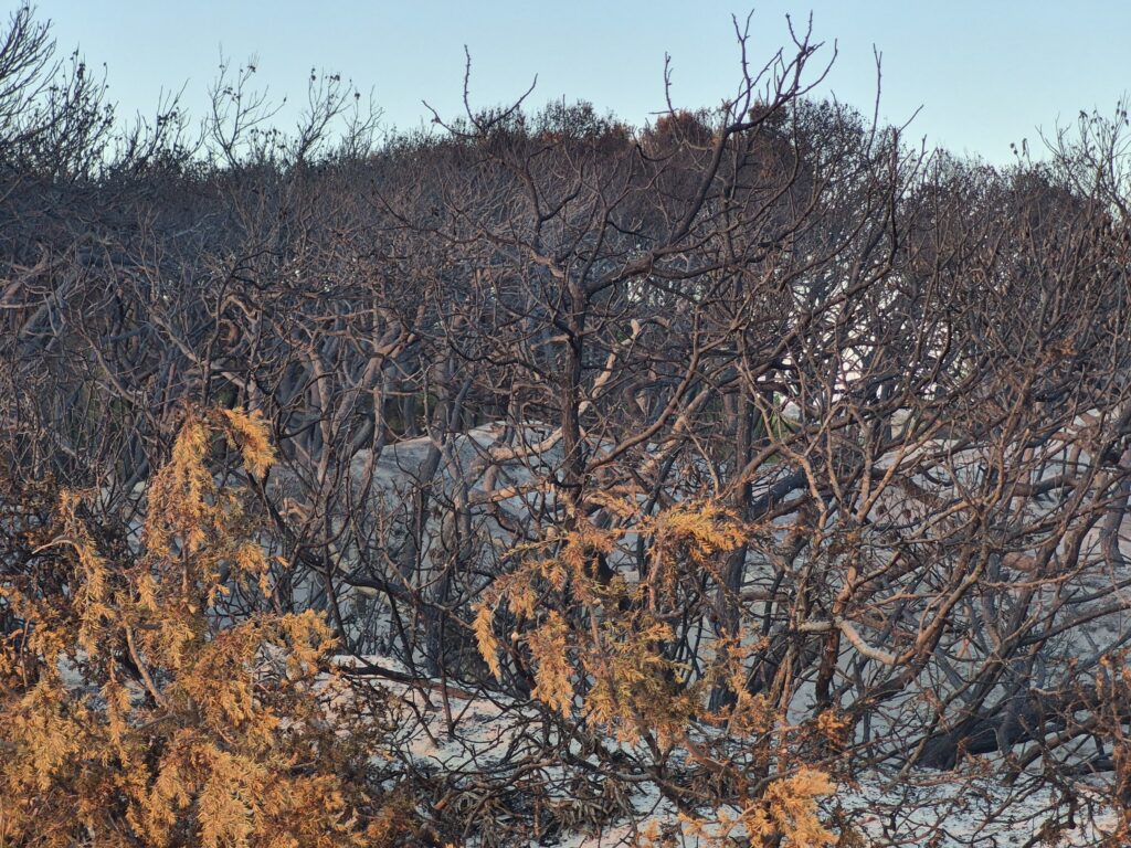 Incendi in Puglia