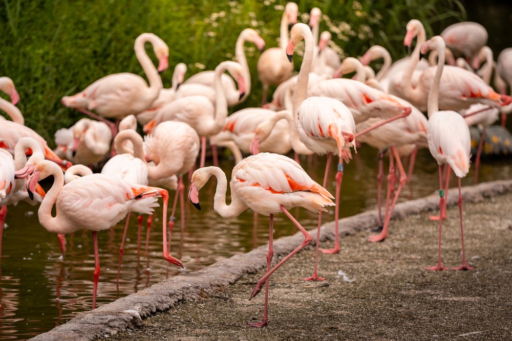 Fenicotteri rosa al bioparco Zoom Torino
