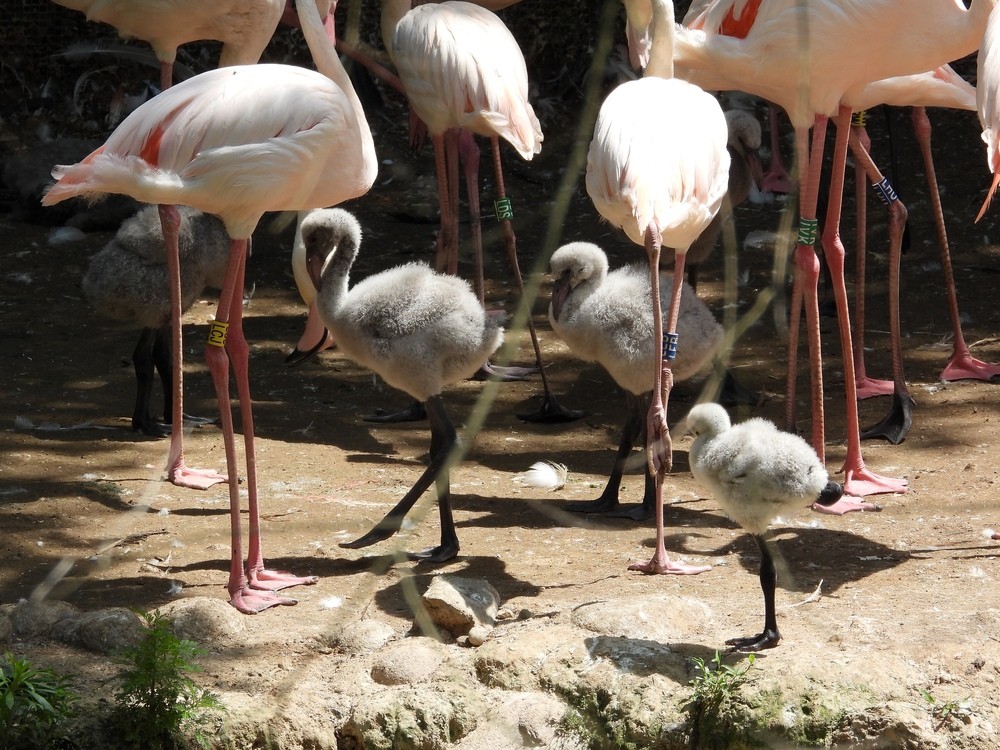 Piccoli di fenicotteri rosa al parco Natura Viva