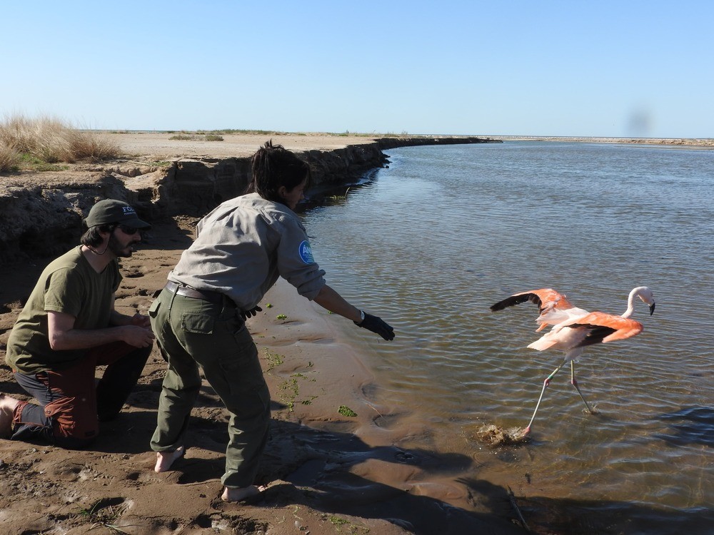 Progetto di conservazione sui fenicotteri sudamericani, parco faunistico Le Cornelle