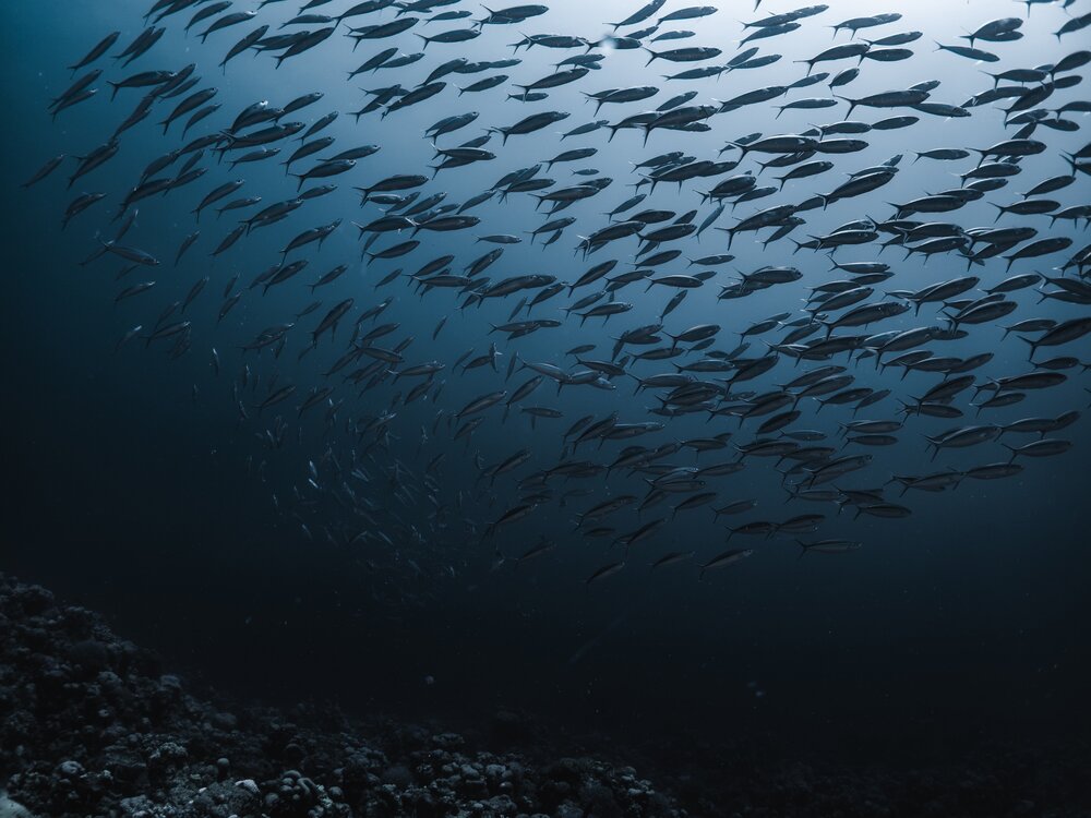 Foto di Franziska Stier da Pixabay