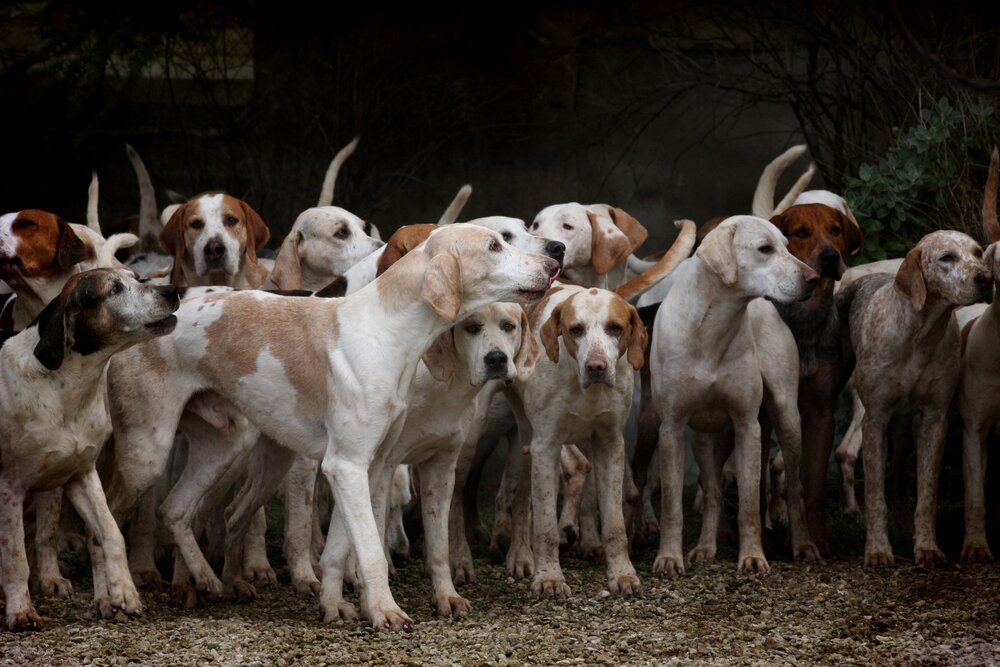 cani e giustizia, foto free da Pixabay